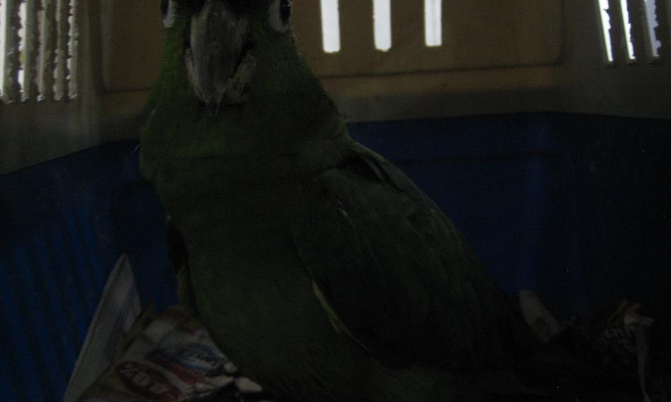 2016-10-5-731059625r16_priloha1_Amazoňan Pomoučený.JPG